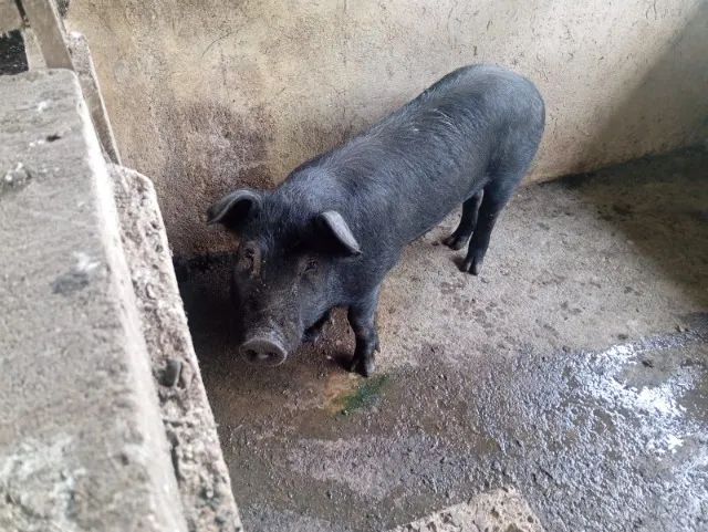 Leitão Caipira para Venda - Foto 6
