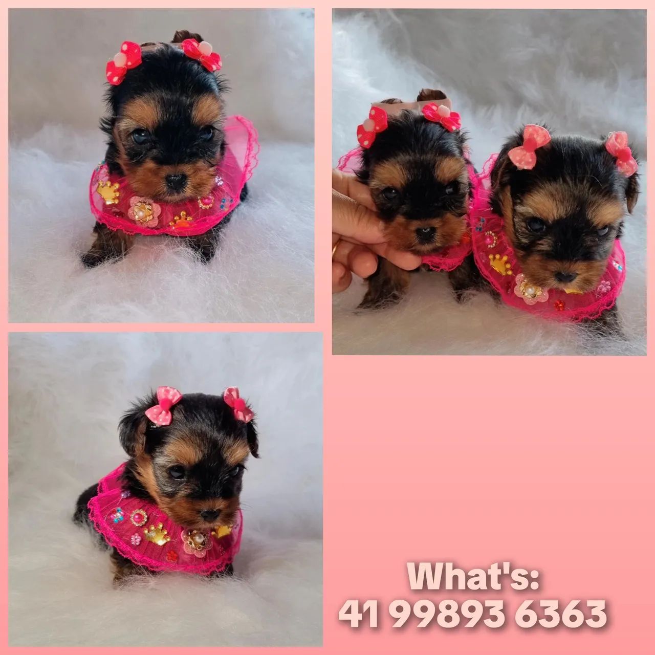 Lindas Fêmeas De Yorkshire Disponível!! - Foto 6