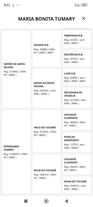 Égua mangalarga marchador mansa em charrete  - Foto 4