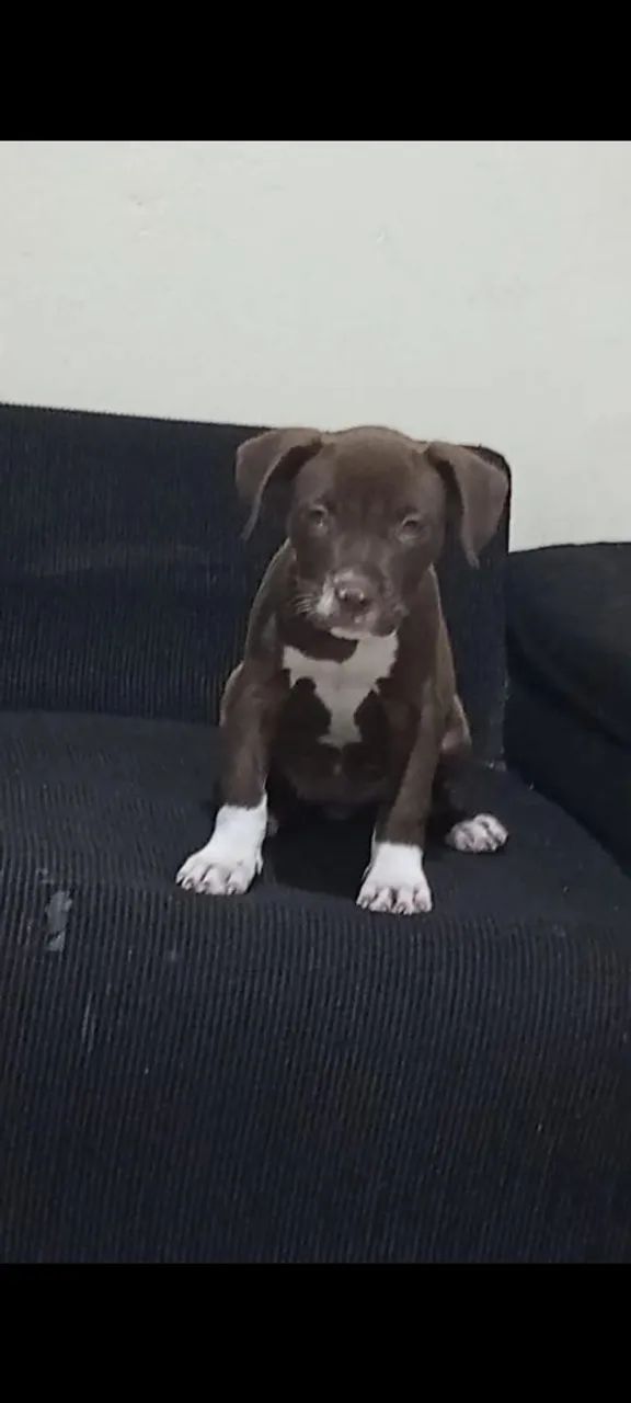 Filhotes Pitbull - Foto 2