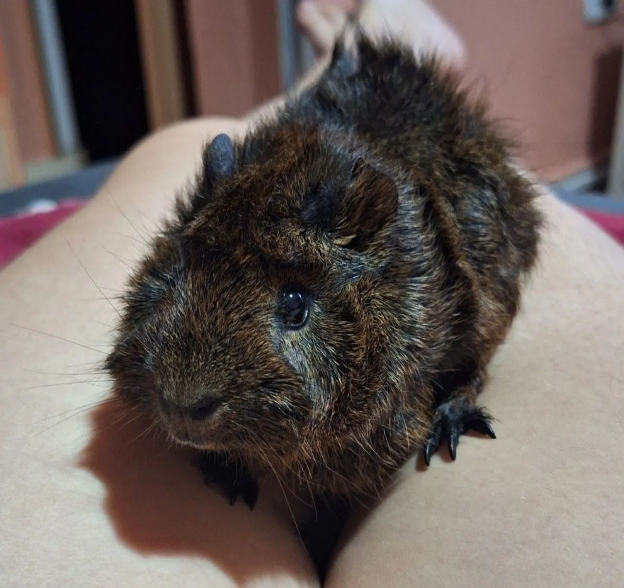 Porquinhos da índia + cercado e acessórios - Foto 4