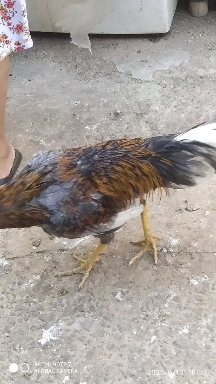 Galos - para criação