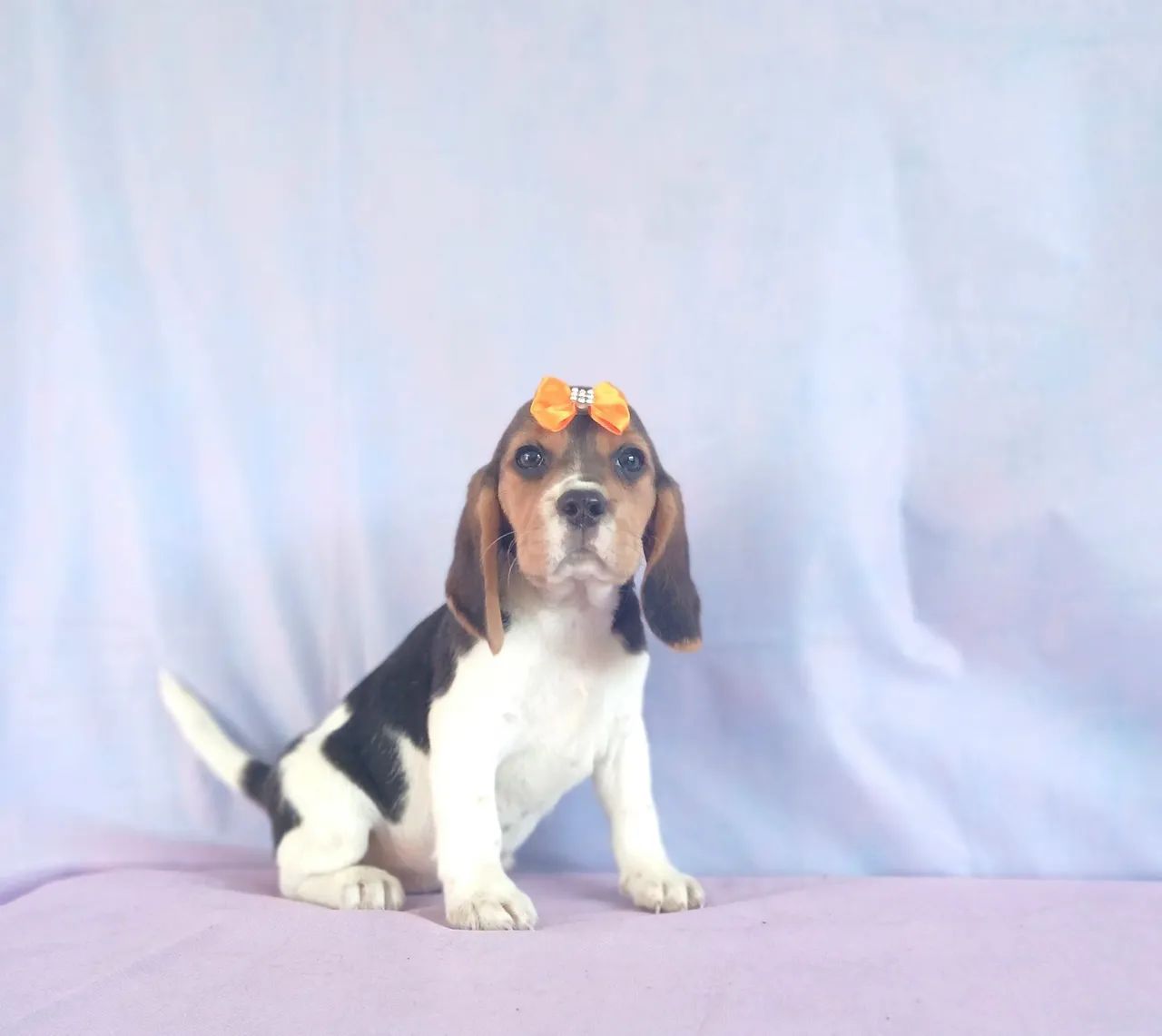 BEAGLE  - FILHOTES LINDOS - Foto 4