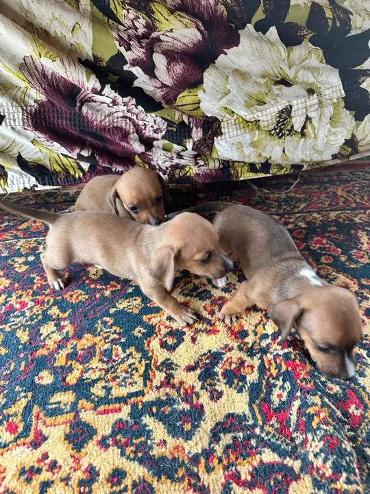 Lindos filhotes de Dachshund