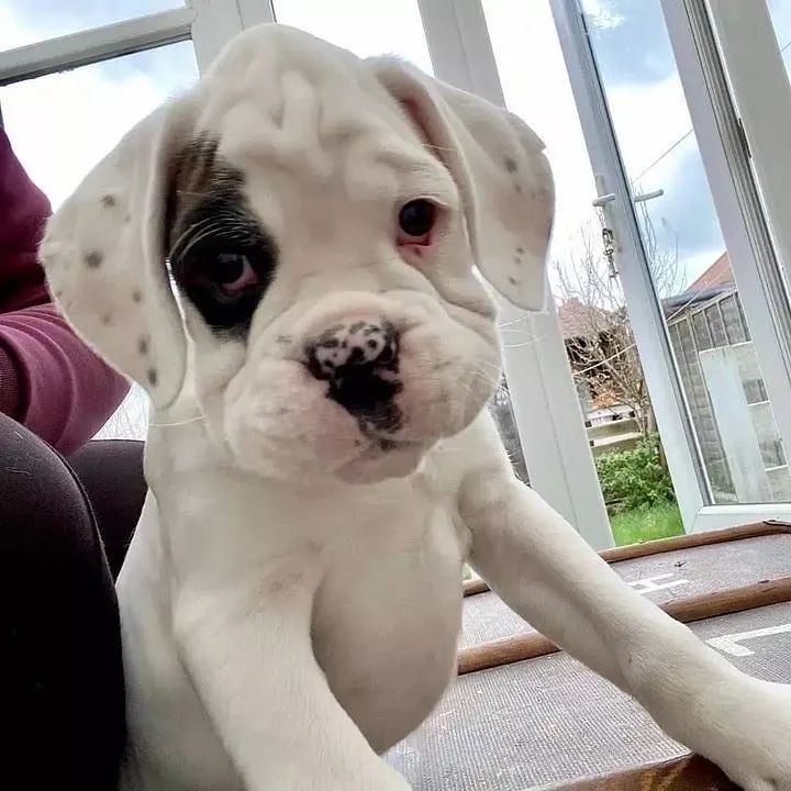 Boxer filhotes  - Foto 2