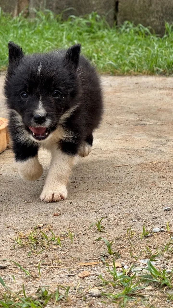Border collie  - Foto 4