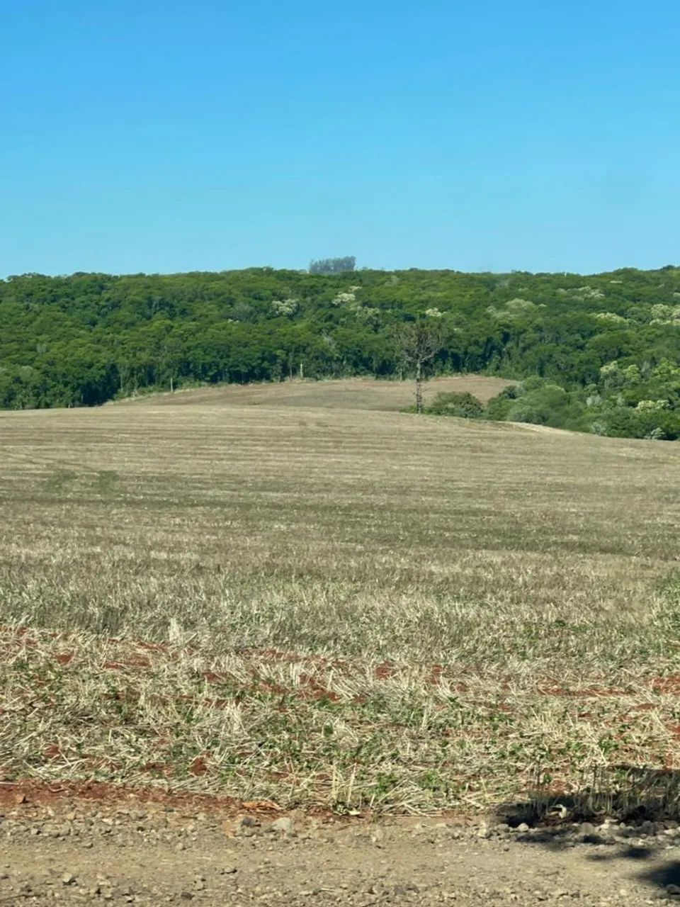 Fazenda 250 alqueiro  - Foto 3