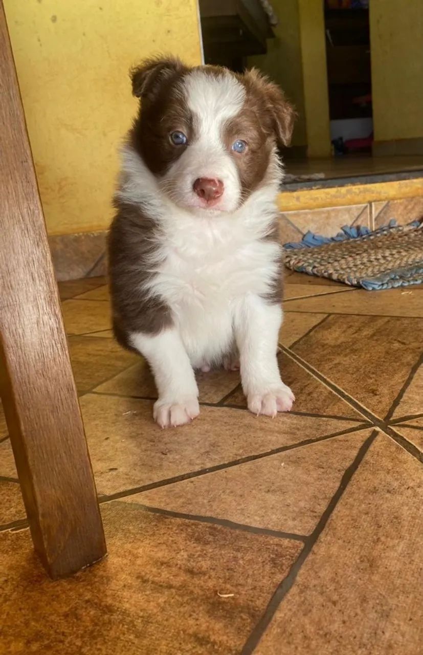 Border collie a raça mais inteligente do mundo, todas as cores disponiveis - Foto 3