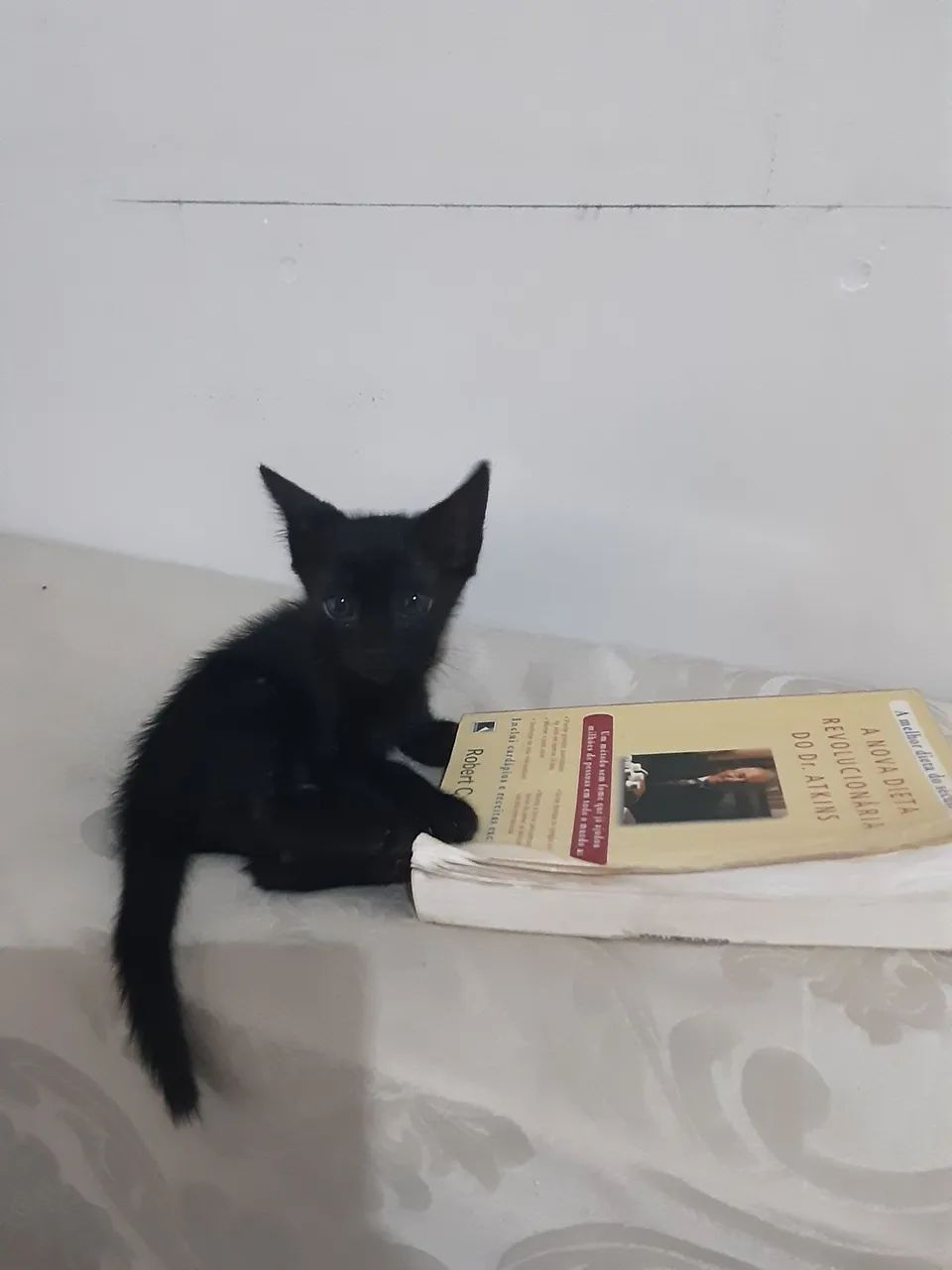 Gatinha filhote fêmea pra adoção 