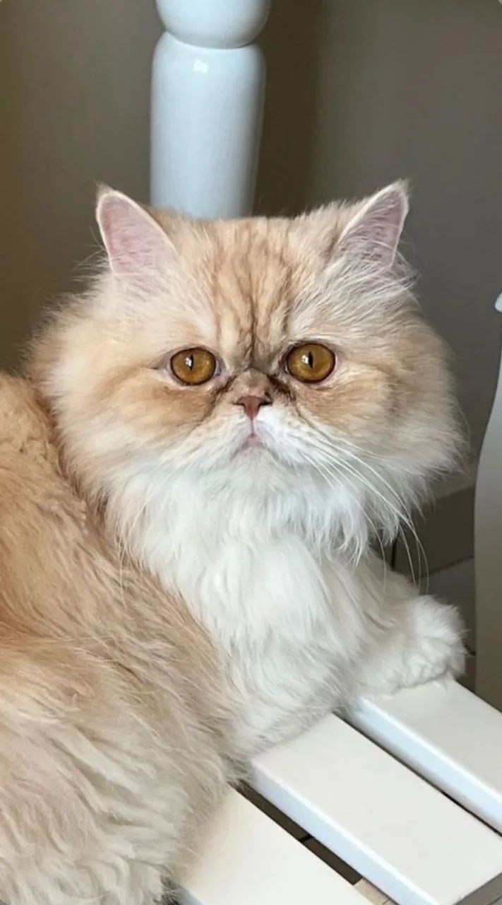 GATO PERSA ( Black Friday ) OPORTUNIDADE - Foto 3