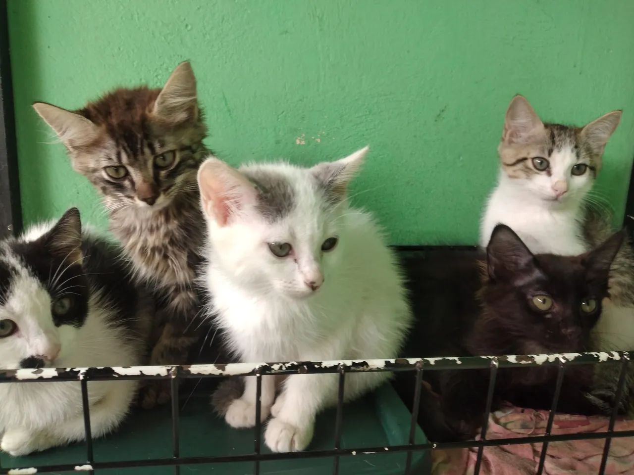 Lindos gatinhos pra doação  - Foto 3