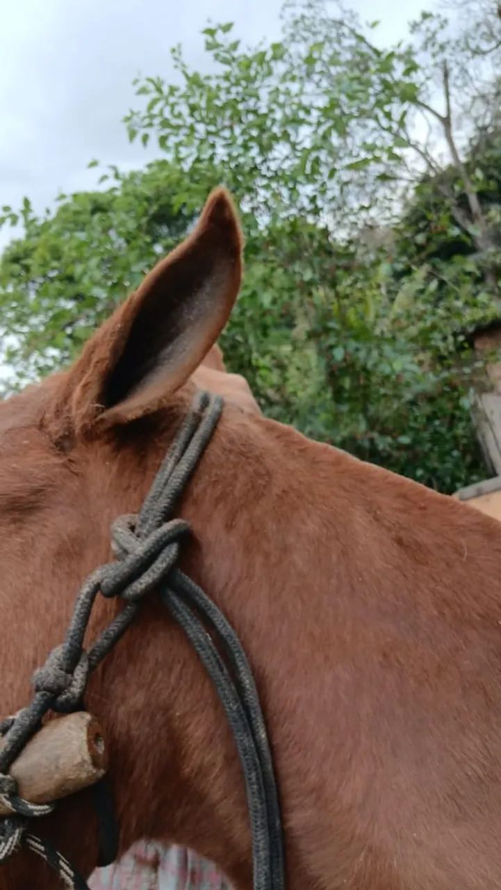 Égua de 7 anos  - Foto 2