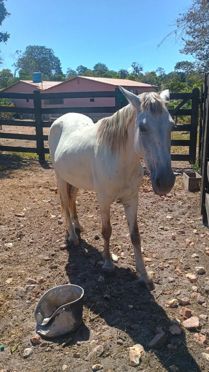 Cavalo Branco