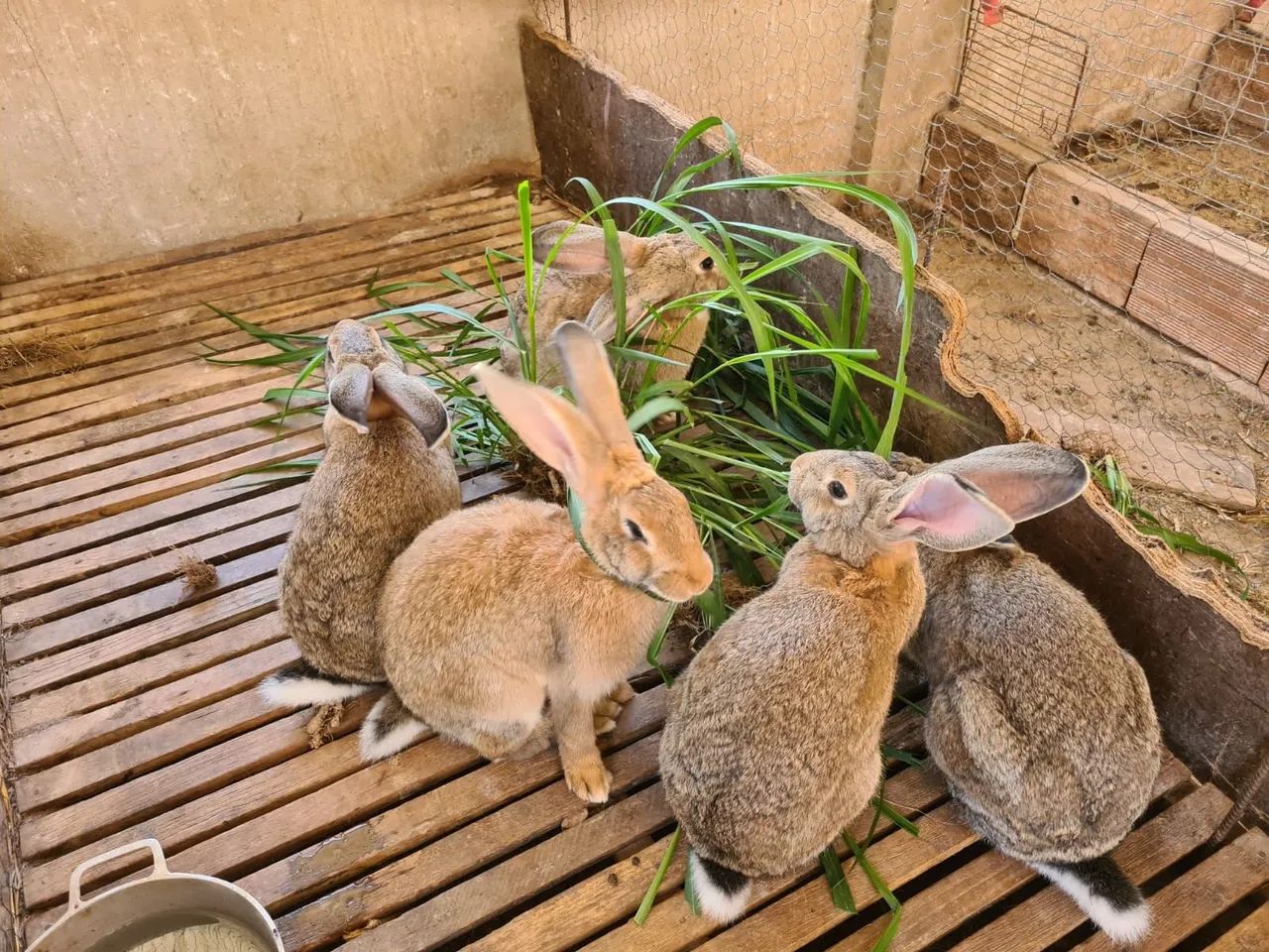 Coelhos Gigantes de Flandres - Foto 5