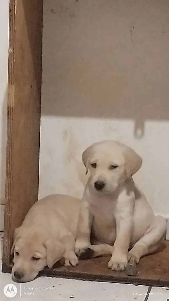 Filhote de Labrador - Foto 2