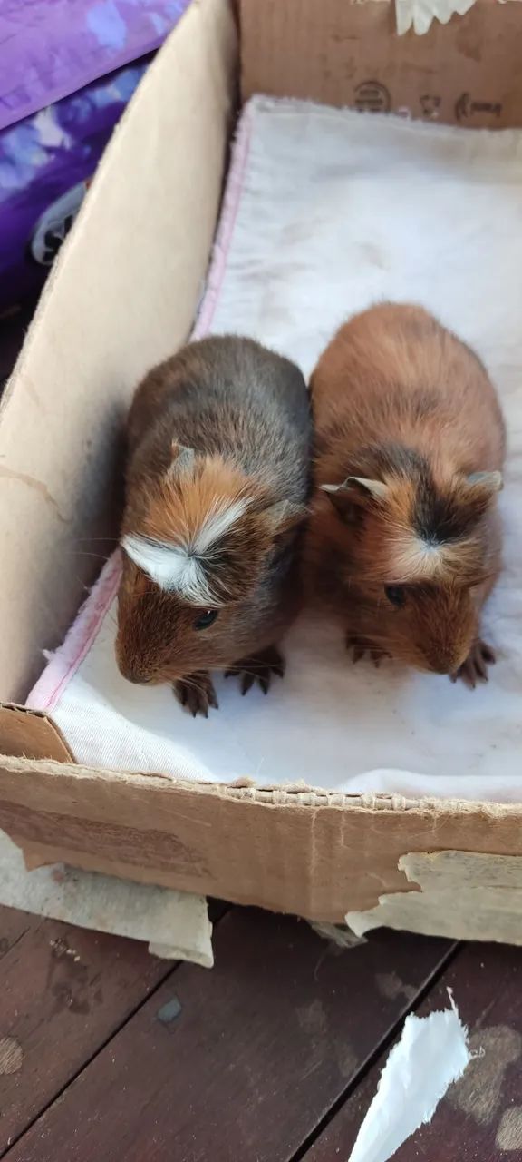 Filhotes de Porquinhos da índia - Foto 4