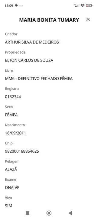 Égua mangalarga marchador mansa em charrete  - Foto 5