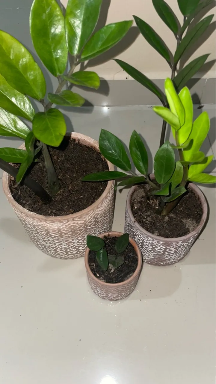 Trio Zamioculcas - com vasos 