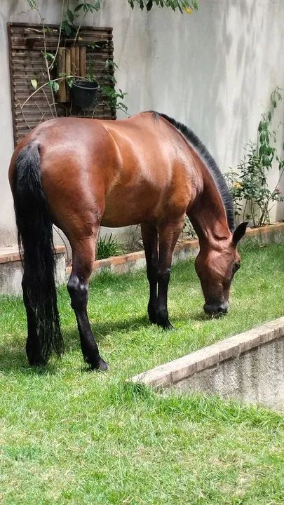 Égua Mangalarga  - Foto 4