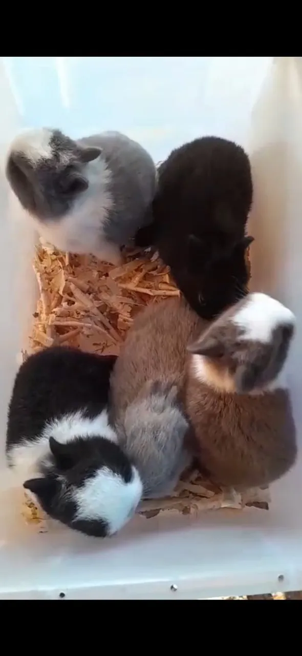 Filhotes de mini coelho netherland dwarf