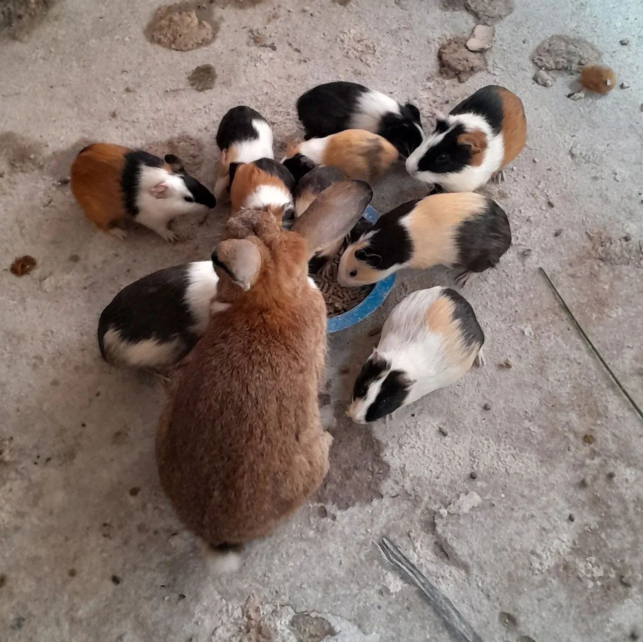 Vendo porquinho da india  - Foto 3