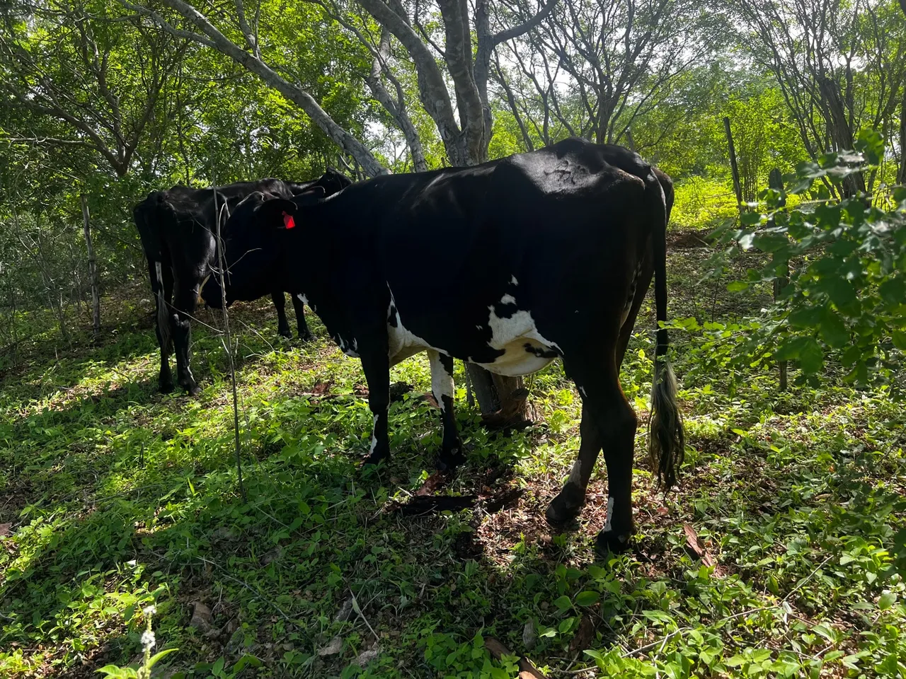 Vacas leiteiras de alta produção Girolando