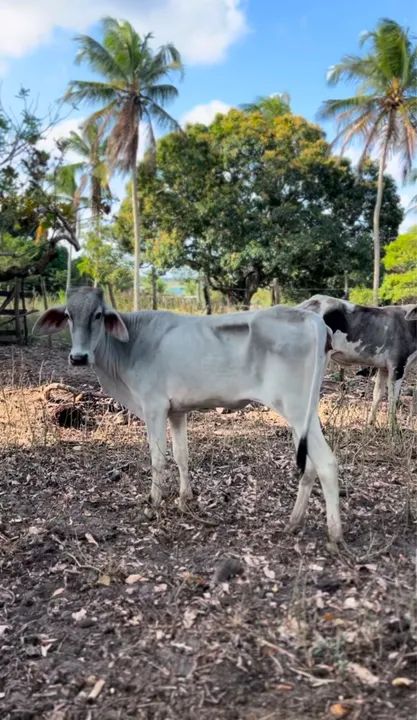 Garrota mestiça de guzera - Foto 2