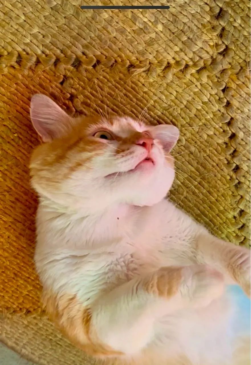 Gato maravilhoso para adoção  - Foto 6