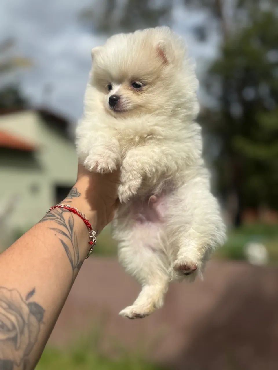 Filhote de Spitz Alemão Branco anao- Pelúcia de 4 Patas - Foto 4