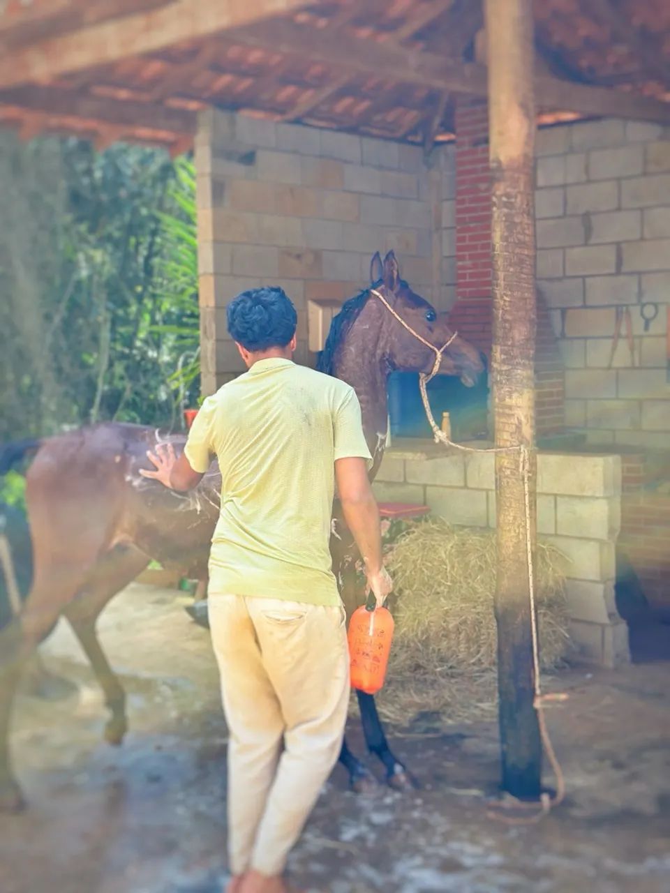 Potro puro sangue árabe - Foto 2