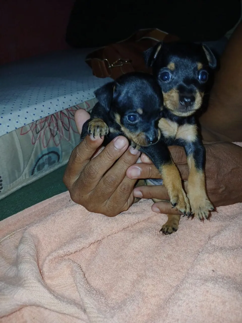 Filhotes de Pinscher para venta