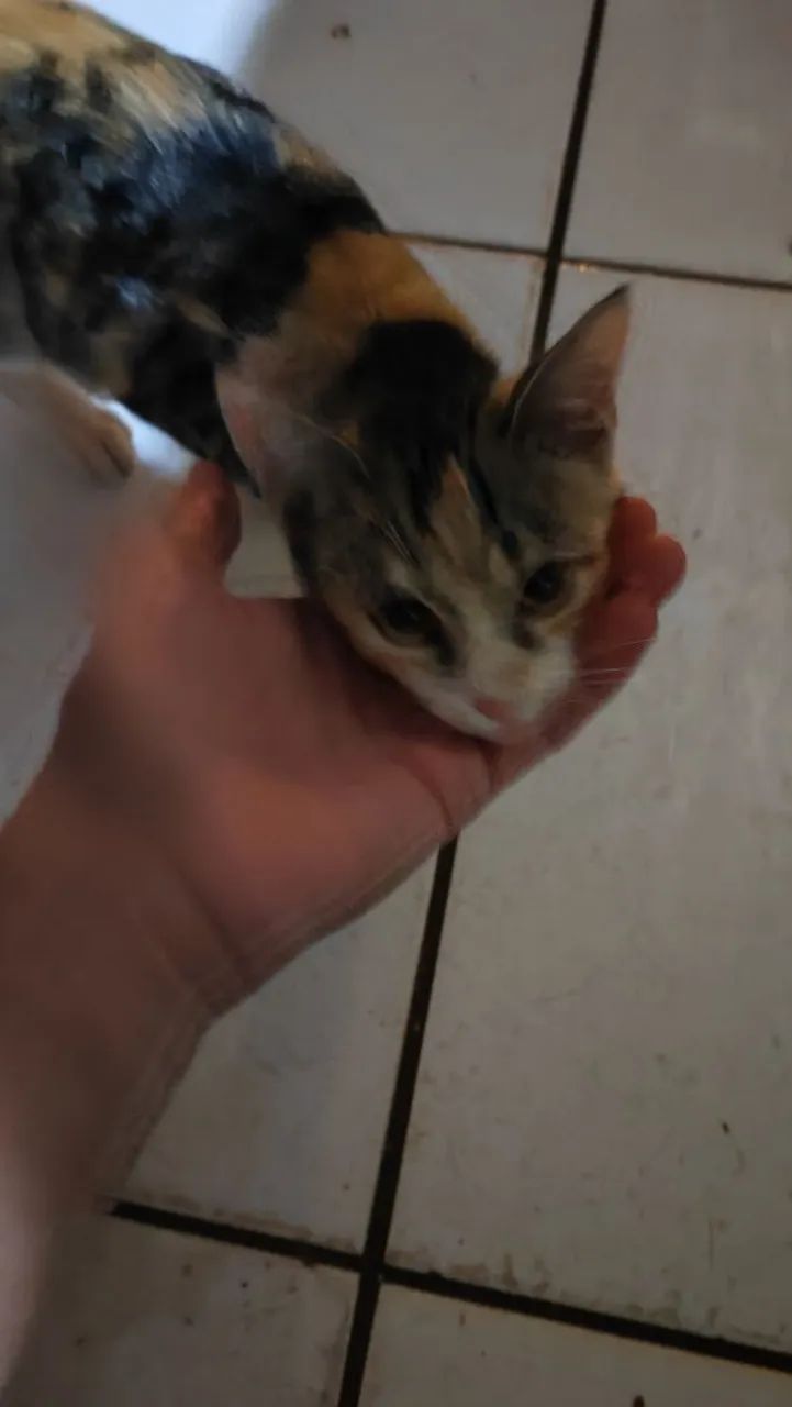 Gatinha Tricolor Adorável - Foto 2