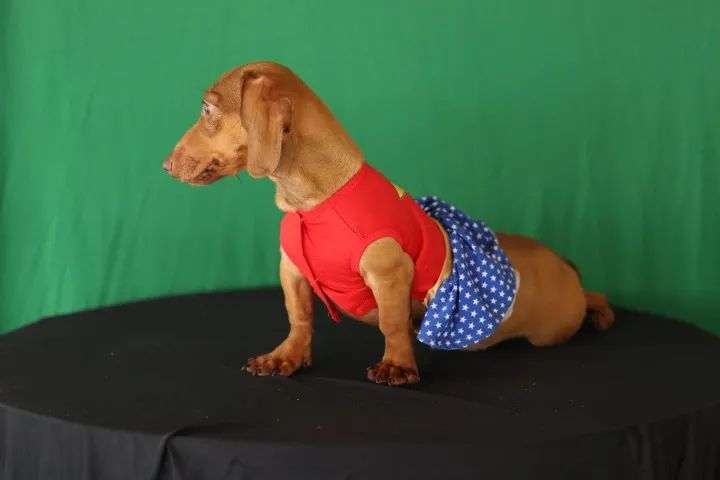 Dachschund femea 5 meses não cresce mais !!! - Foto 4