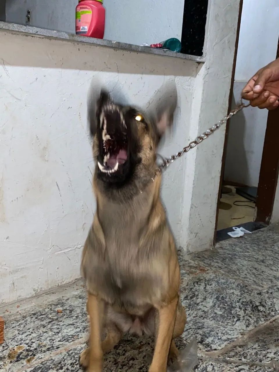PASTO BELGA MALINOA - Foto 5