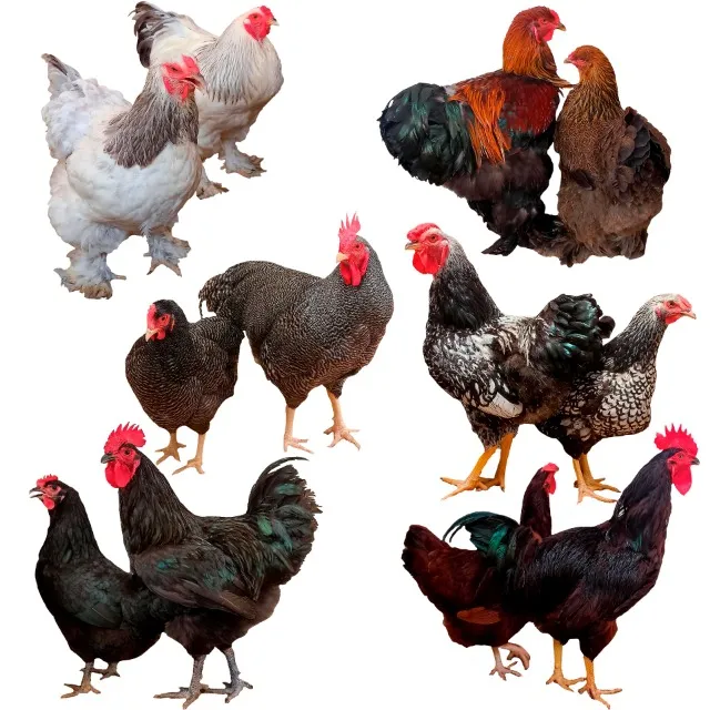 Ovos Galados misto de raças puras (dúzia)