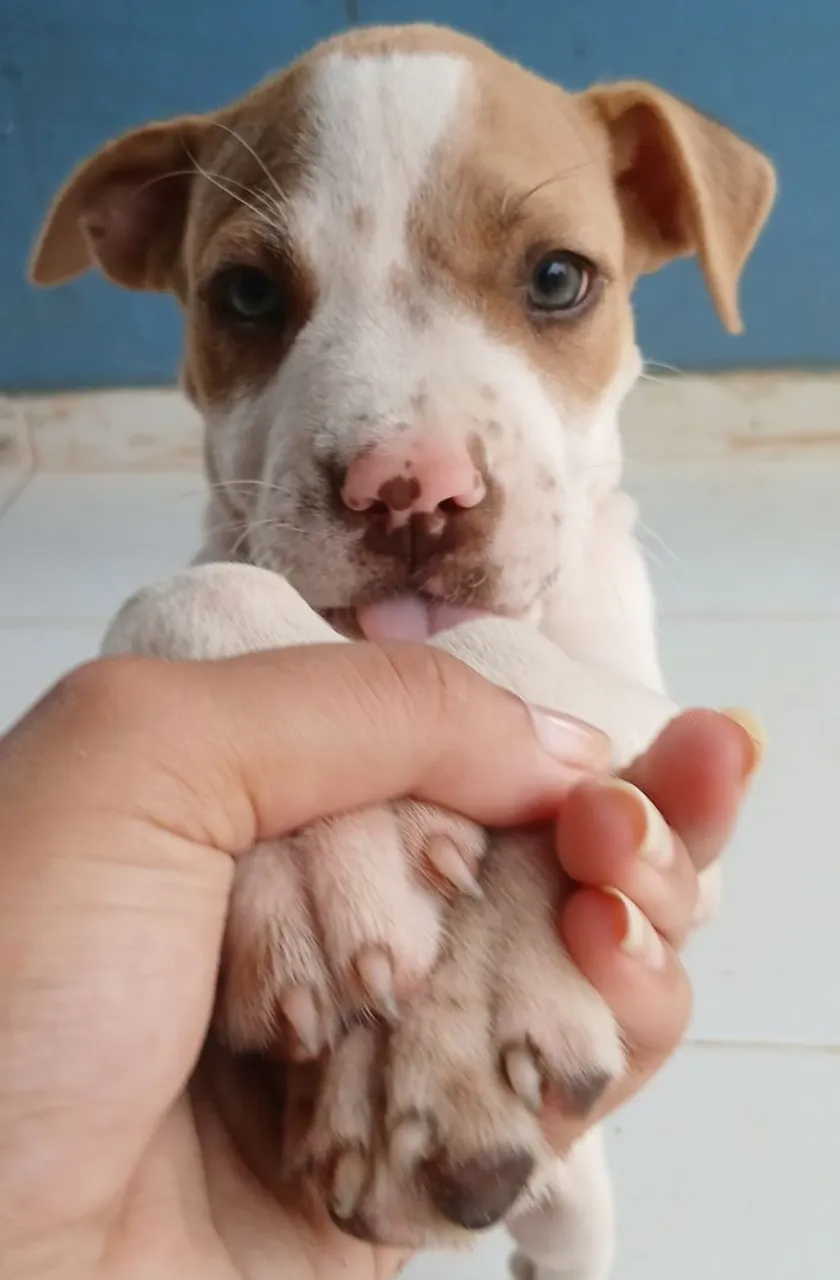 Filhotes adoráveis de Pitbull para Vendas.