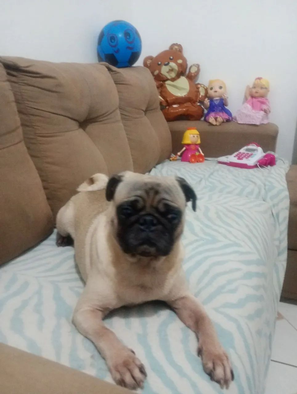 Pug Macho  - Foto 2