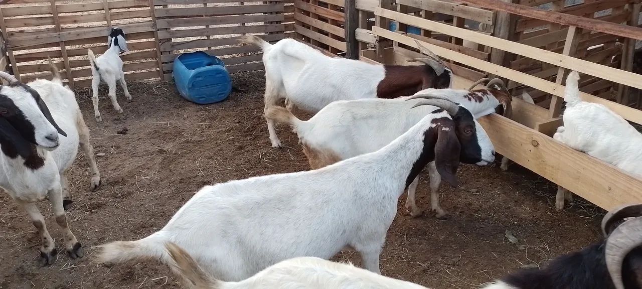 Cabras boer para venda - Foto 3
