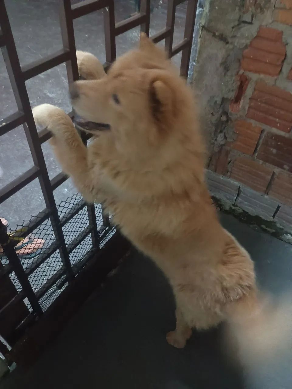 Cachorro Chow-Chow - Foto 5
