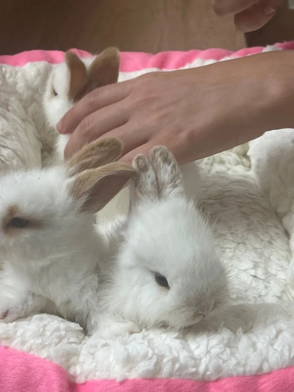 Filhotes de Lion com netherland anão 