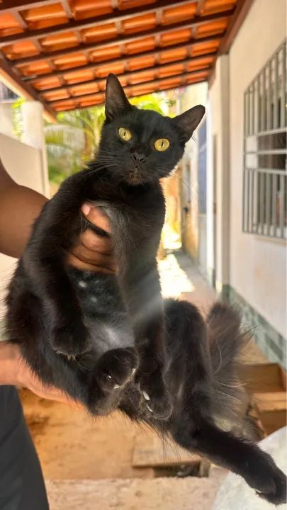 ADOÇÃO RESPONSÁVEL - Foto 4