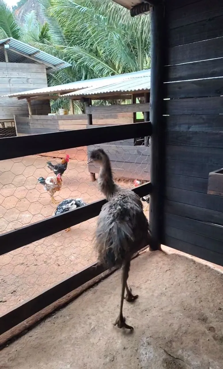 Emu para venda
