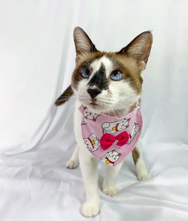 Acessórios Para Pets