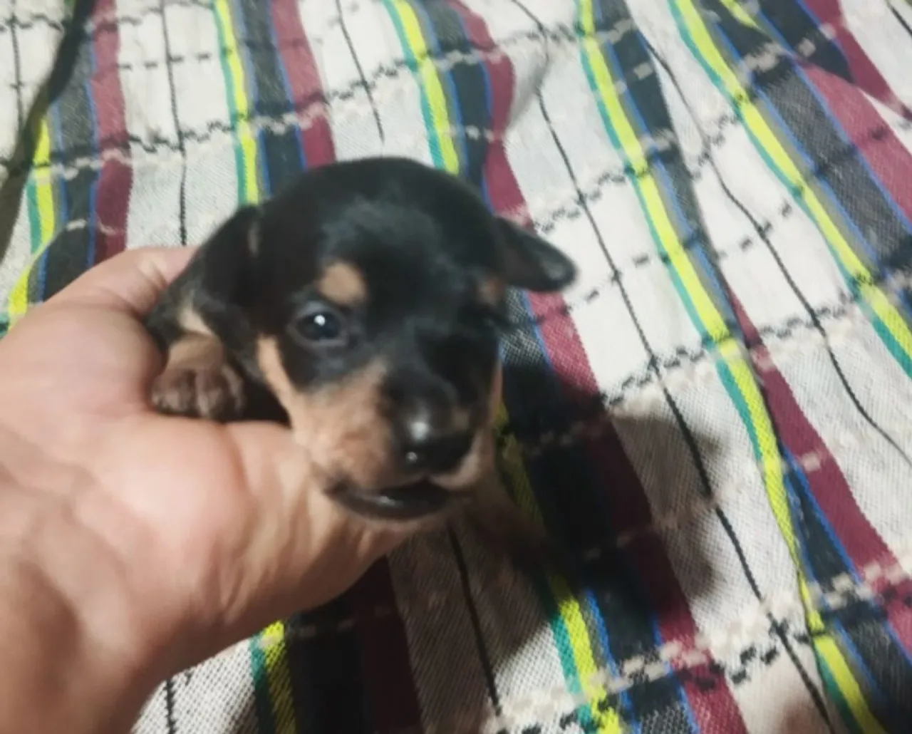 Pinche número 1