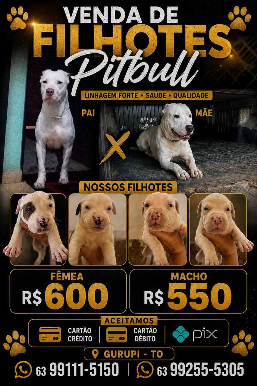 Pit bull