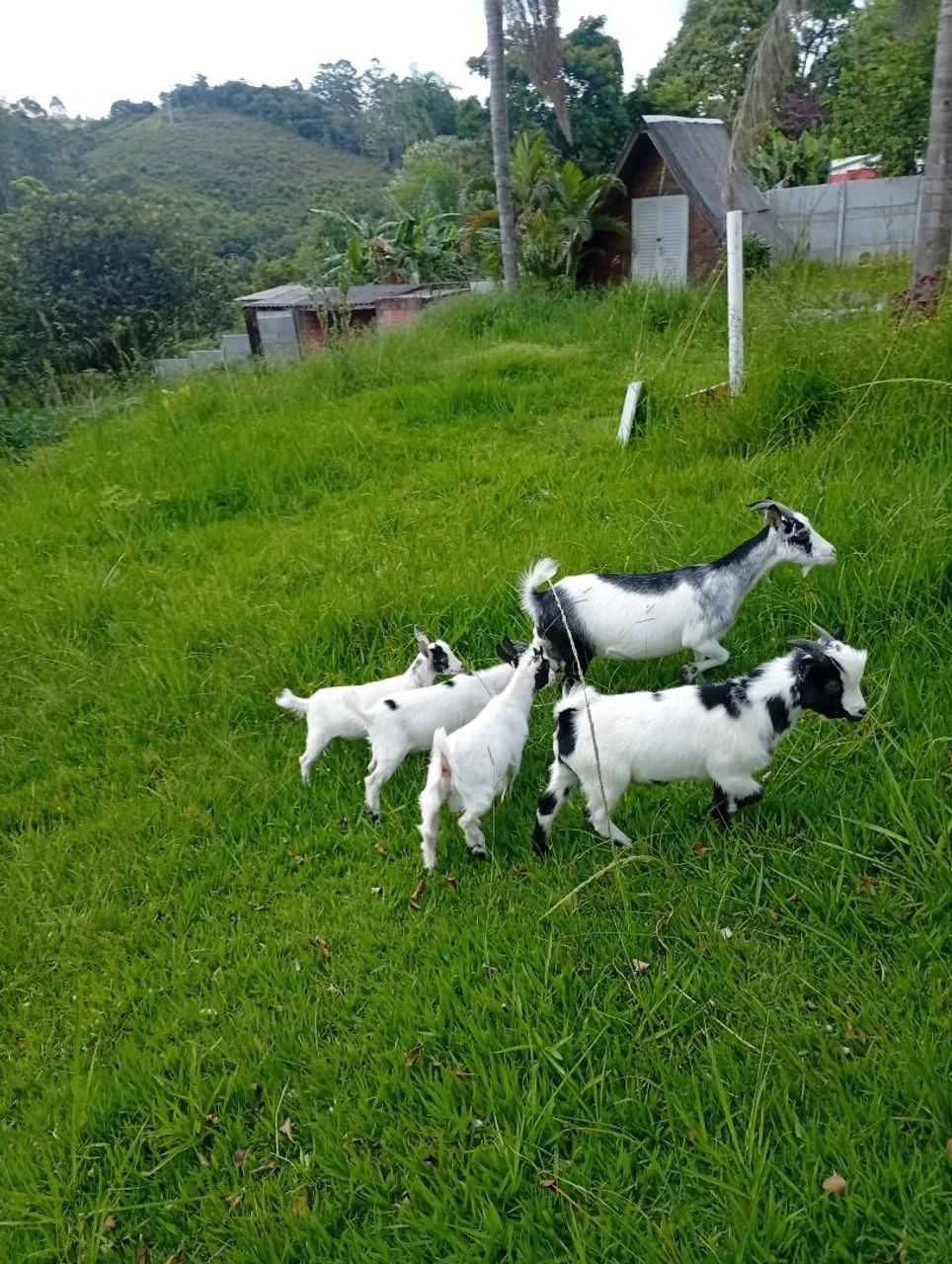 Mini cabra 