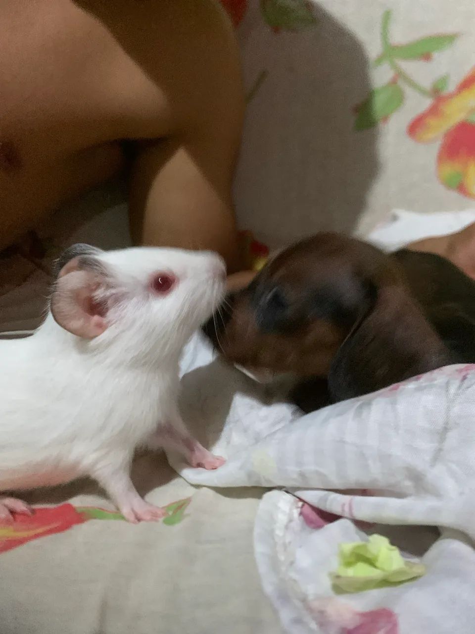 Vendo esse cachorro  - Foto 2