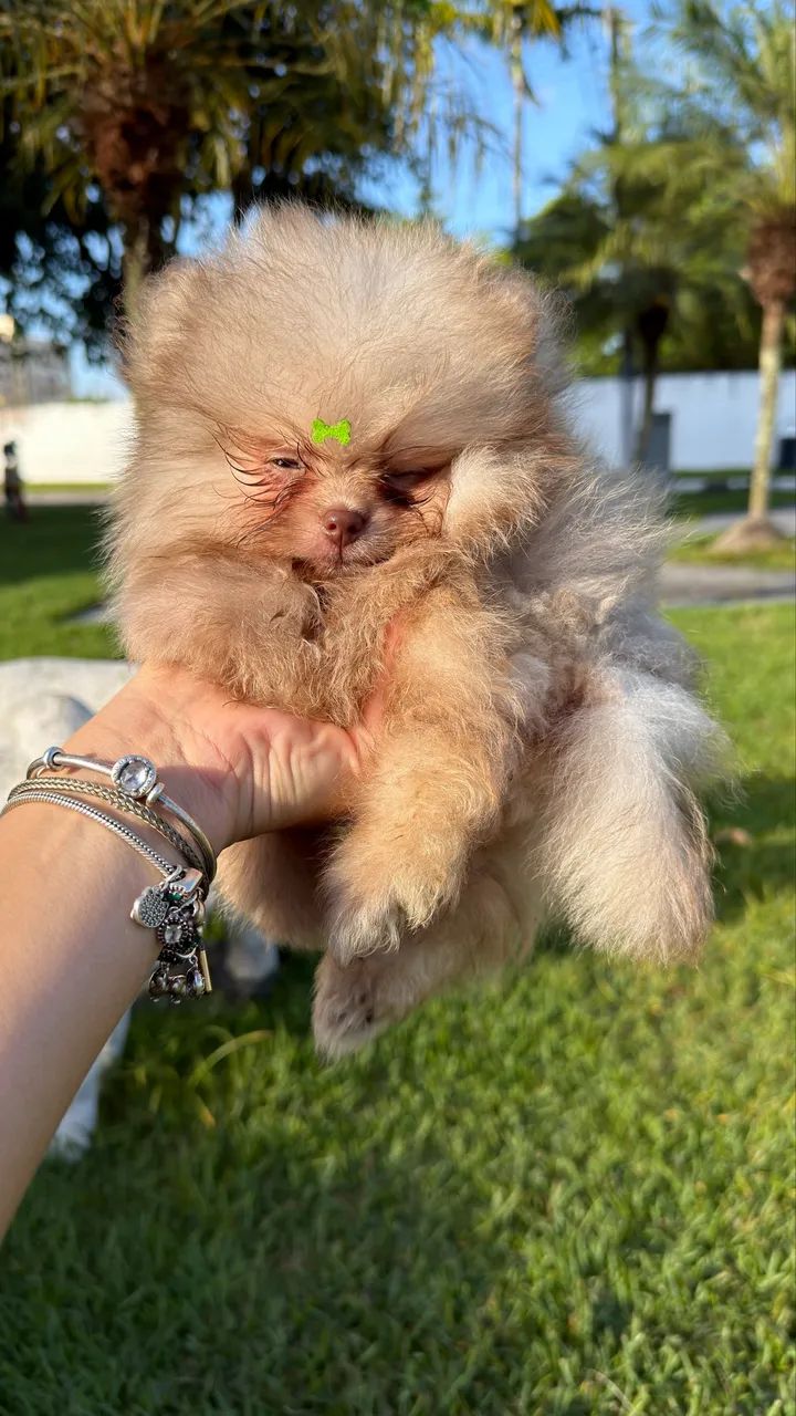 SPITZ ALEMÃO MACHO RARIDADE  - Foto 3