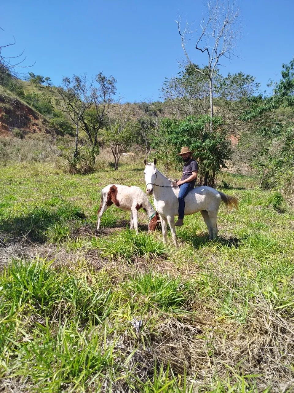 Cavalo - Foto 3