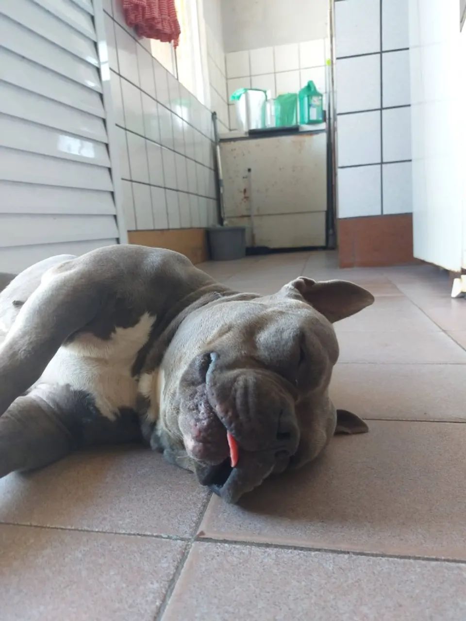 Casal American Bully - Foto 4